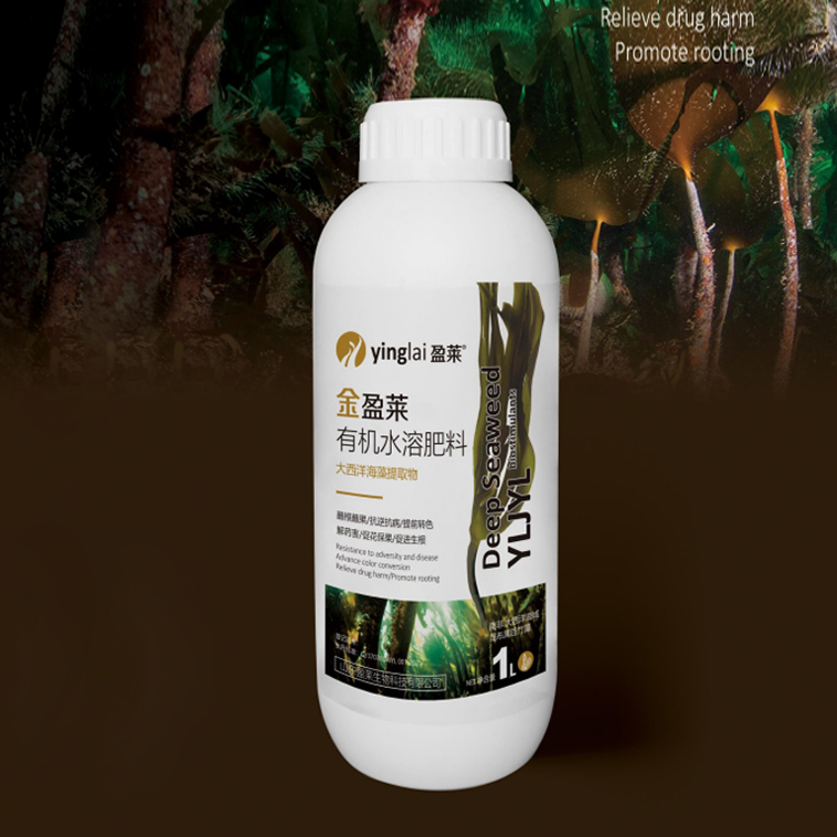 金盈萊-大西洋海藻提取物